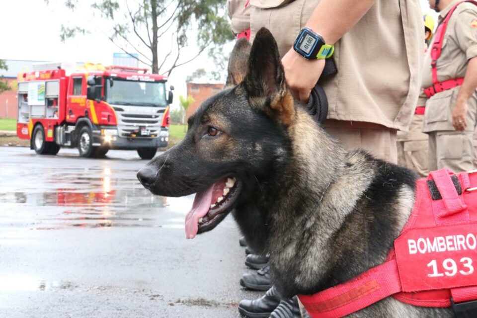 Cadela Que Atuou Em Brumadinho Ajuda Nas Buscas Por L Zaro Em