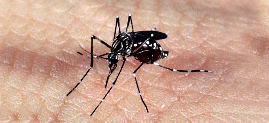 Número de casos de Dengue cai no início da quarentena do Covid-19