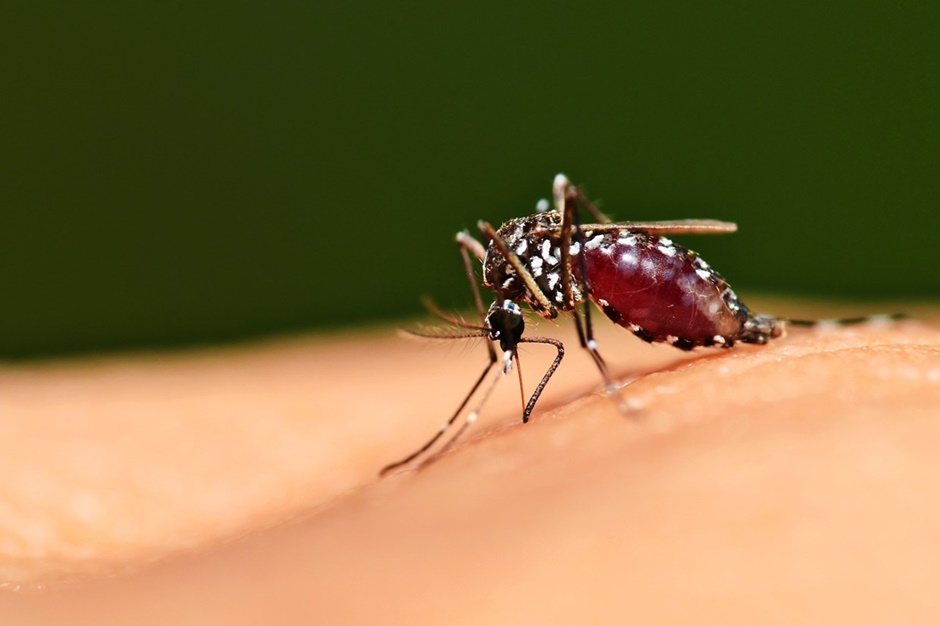 Em evento histórico, primeira vacina contra malária é aprovada pela OMS (Foto: Reprodução - Internet)