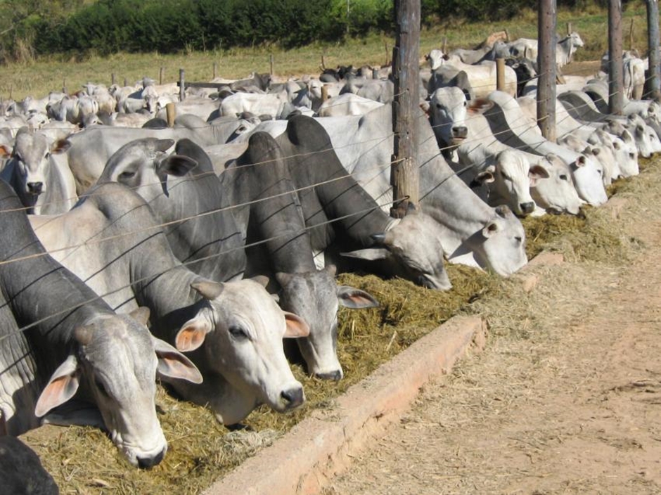 Agricultura proíbe uso de antimicrobianos em ração para animais
