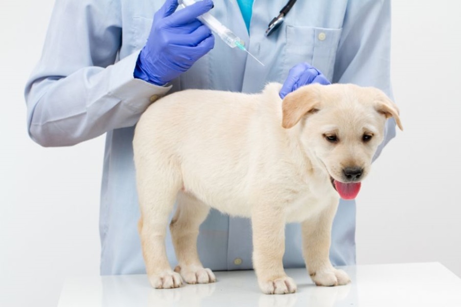 Teve início, nesta segunda-feira (14), a Campanha de Vacinação Antirrábica para cães e gatos em Goiânia. (Foto: Reprodução)