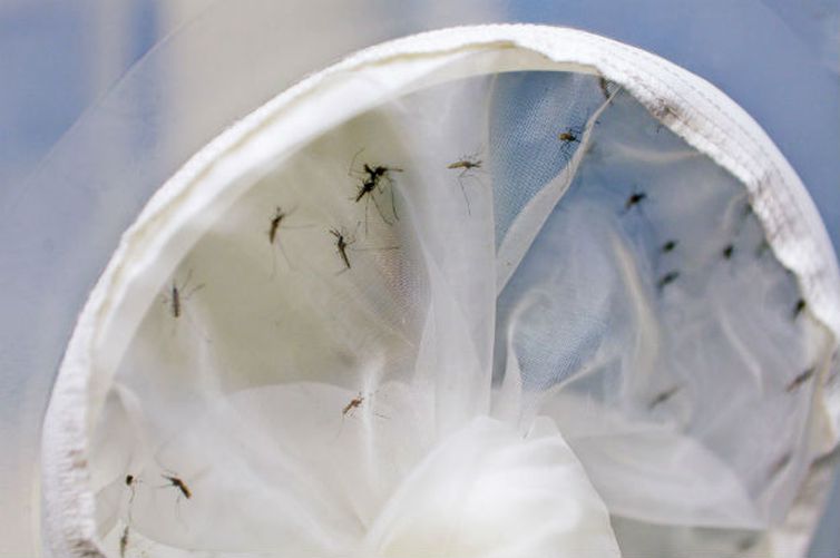 Novo teste melhora índica de diferenciação entre zika e dengue