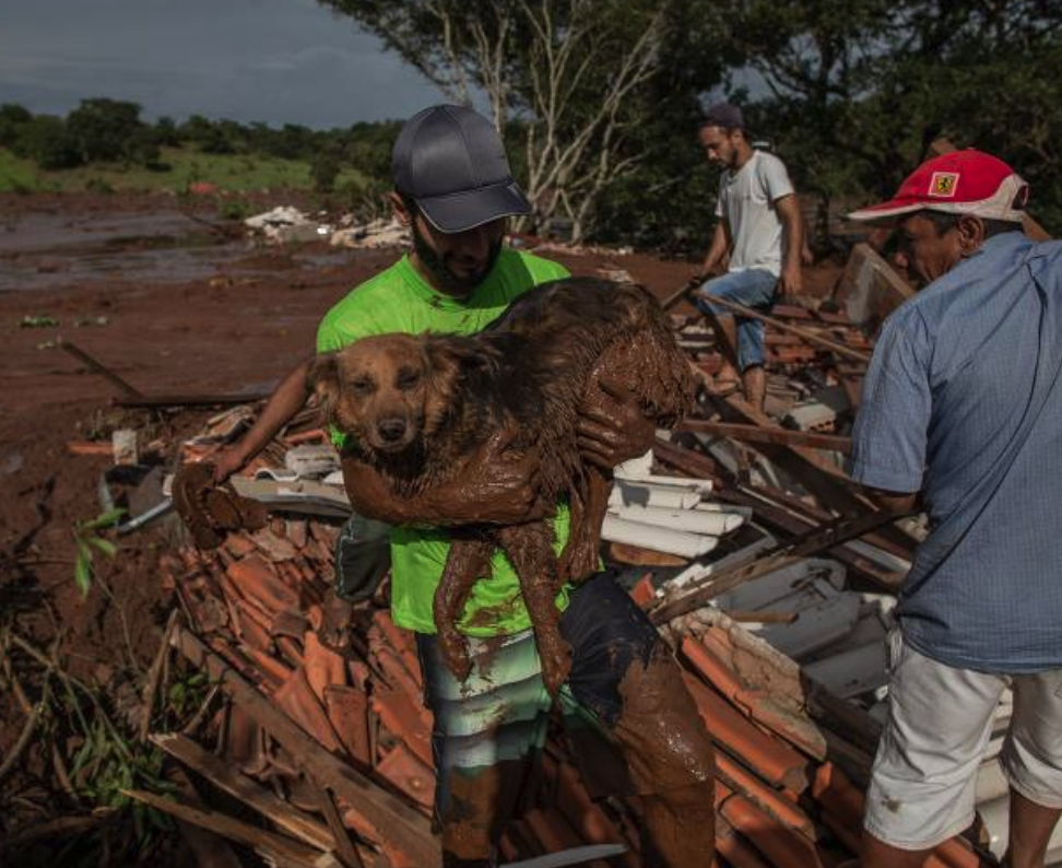 Moradores resgatam cachorro após lama invadir casas do bairro Parque da Cachoeira, em Brumadinho (Foto: Eduardo Anizelli/Folhapress)