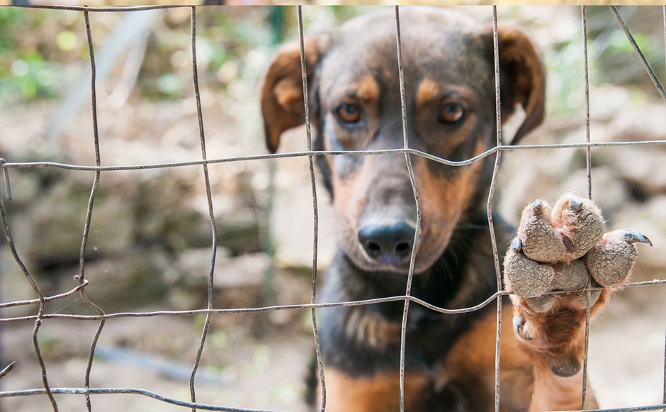 Por Que As Pessoas Maltratam Animais? É Só Pura Maldade?