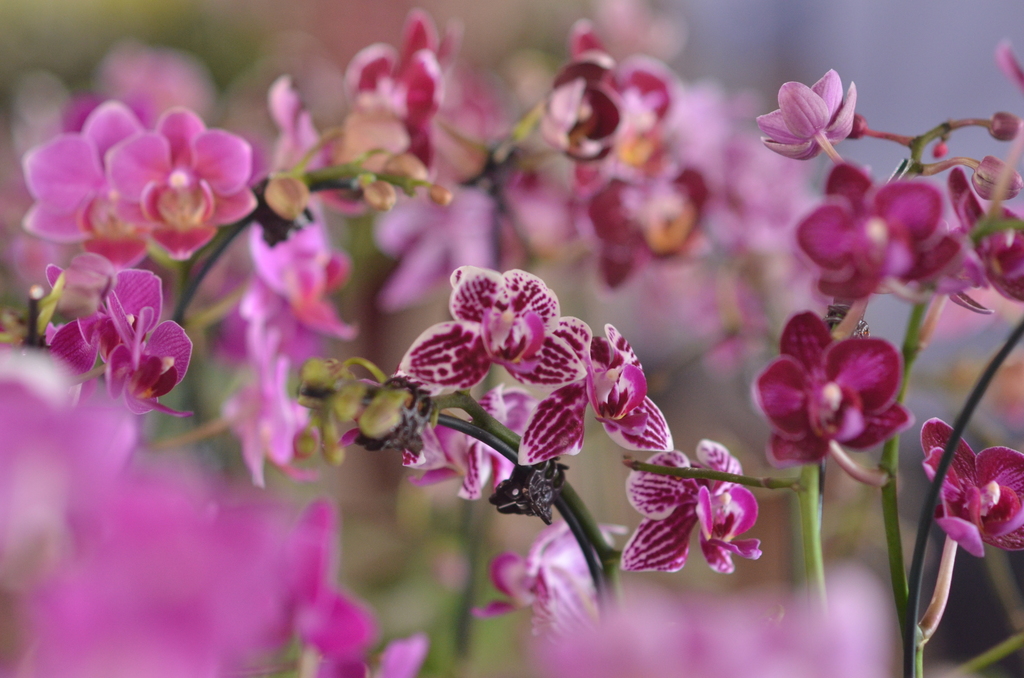Aparecida recebe a 12ª Exposição de Orquídeas e Rosas do deserto