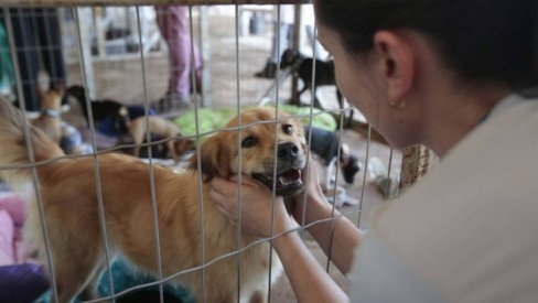Feira de adoção no próximo sábado vai abrir ao público a chance de adotar um animal resgatado após a tragédia Foto: Vale / Divulgação