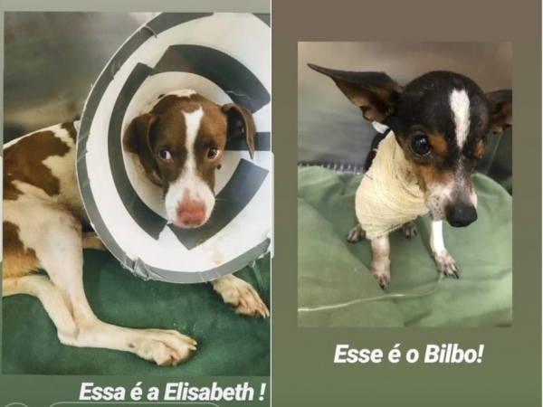 Os cães - sendo uma fêmea chamada Elisabeth e um macho, de nome Bilbo -, estão internado no hospital veterinário para tratamento.