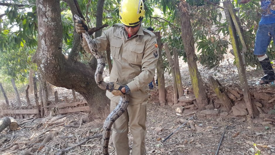 Jiboia é encontrada dentro de residência neste domingo (22), em Jaraguá