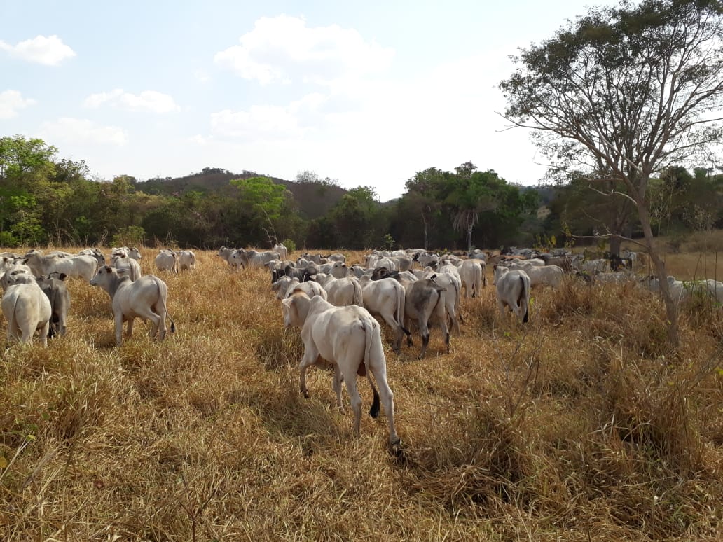 Em última ação da Polícia Civil, 67 cabeças de gado foram recuperadas