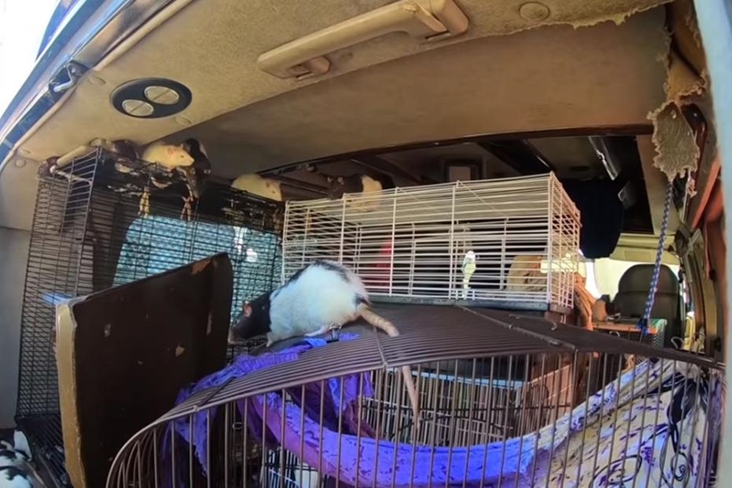 Mulher que vivia com 320 ratos em carro é denunciada por vizinhos