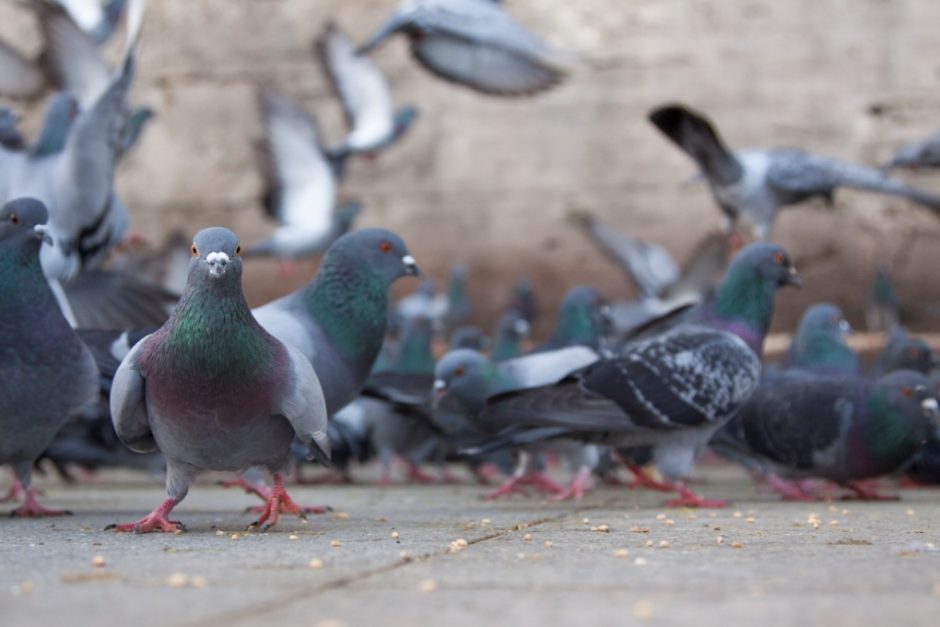 Doença do pombo Justiça condena prefeitura de Goiânia a indenizar funcionário infectado no local de trabalho