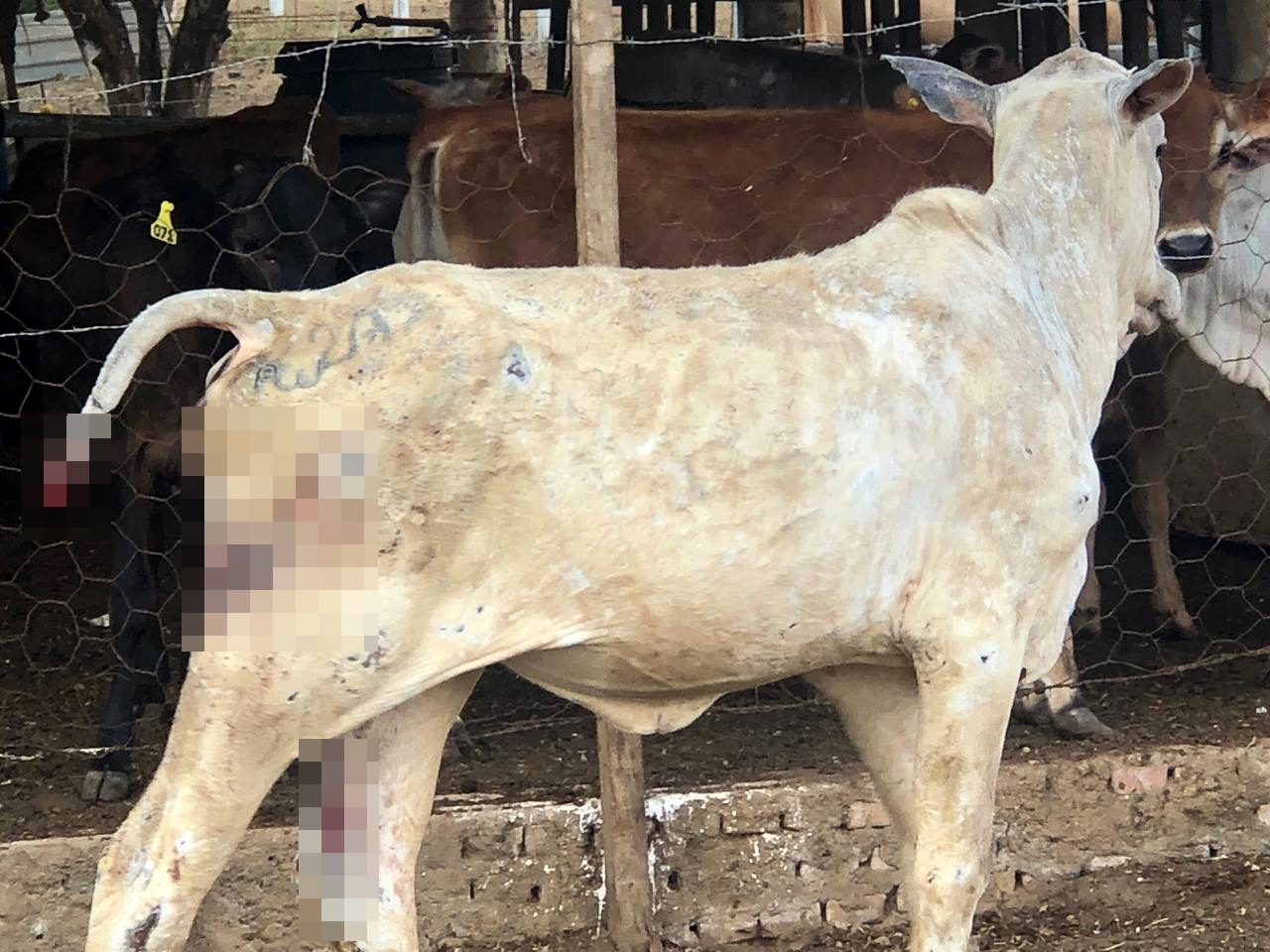 Oito pessoas são presas por roubo de gado no interior de Goiás