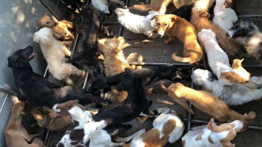 Polícia fecha fábrica clandestina que fazia linguiça com carne de cães e gatos, no Espírito Santo
