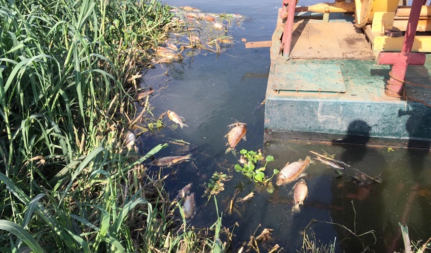 Alta quantidade de peixes mortos foi encontrada por moradores da região