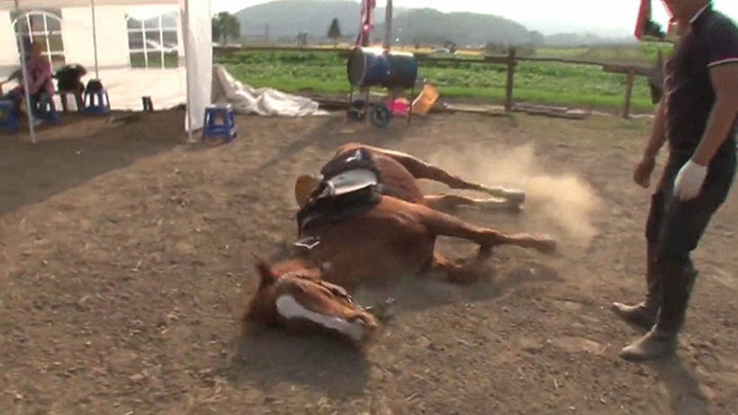 Cavalo finge de morto quando tentam montá-lo: assista