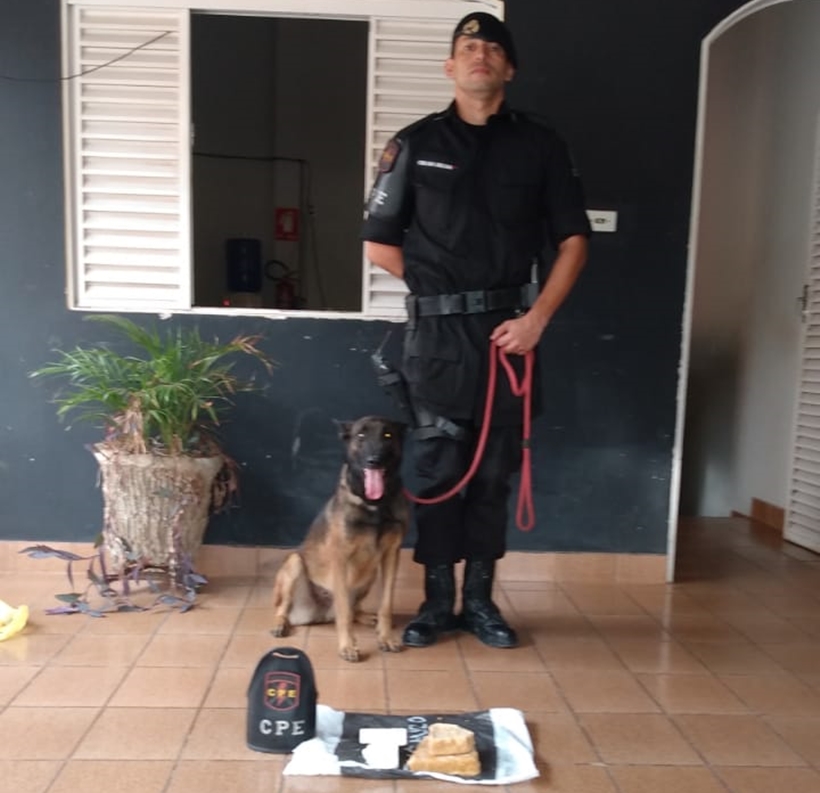 Cadela policial encontra 1 kg de crack e cocaína dentro de fogão, na Cidade de Goiás