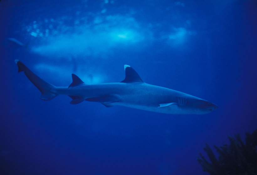 Tubarões dos EUA estão viciados em cocaína jogada por traficantes no mar Fenômeno é explicado em documentário 'Cocaine Sharks', do Discovery