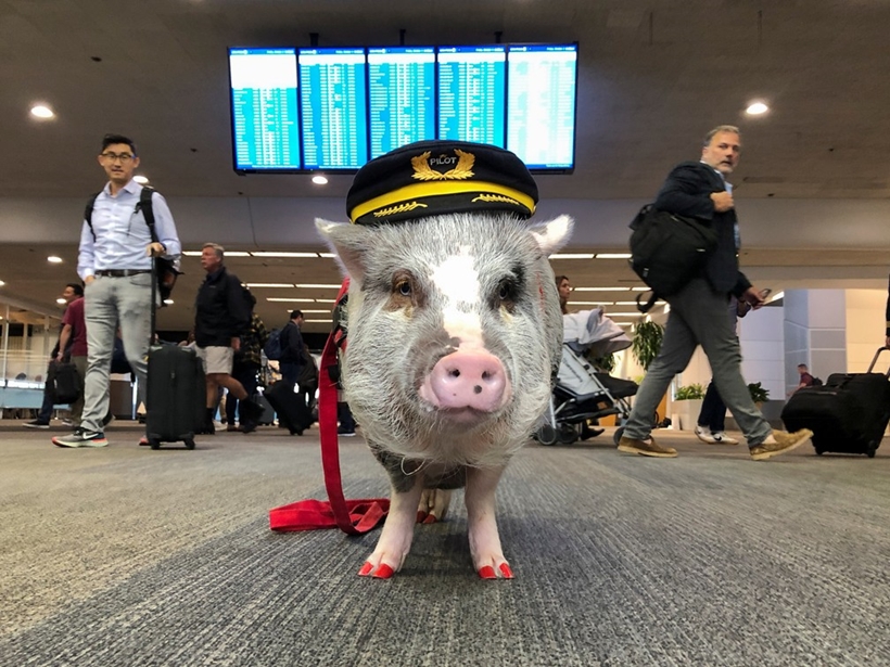Porquinha alegra e acalma passageiros de aeroporto, em São Francisco