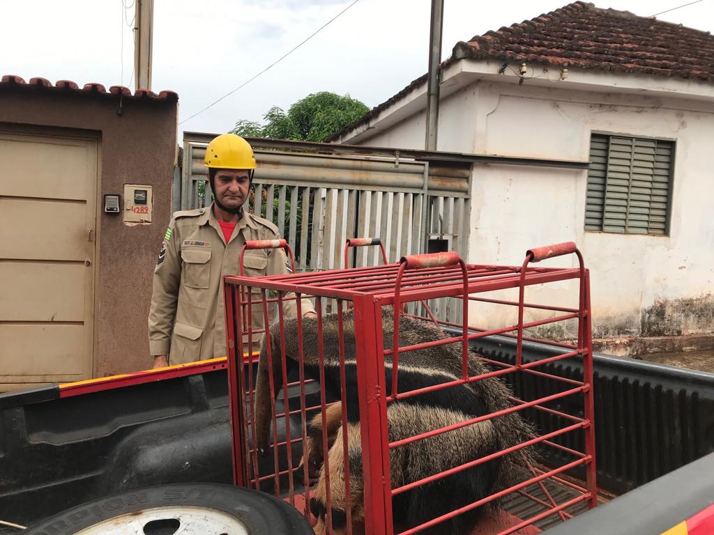 Bombeiros resgatam tamanduá que tentava entrar em uma casa, em Rialma
