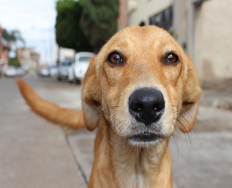 Tramita na Câmara de Goiânia projetos de lei que protegem cães