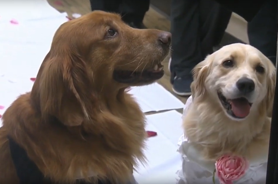 casamento de cachorros que se conheceram em hospital bomba na web