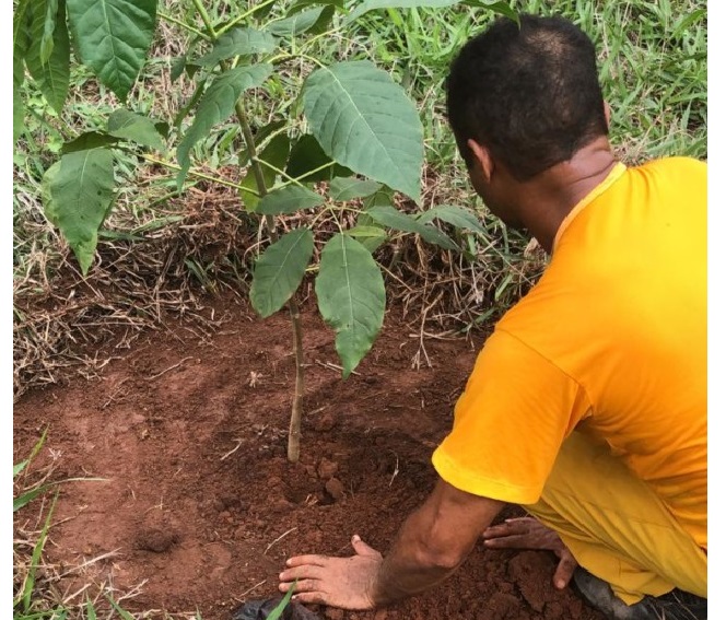 Detentos fazem reflorestamento do córrego Colombo, em São Simão