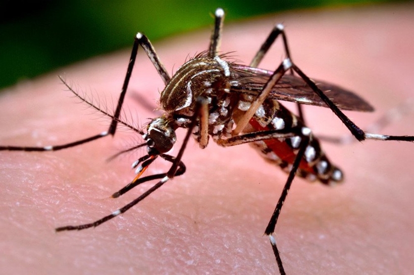 Aplicativo de denúncia contra Aedes Aegypti ganha nova versão