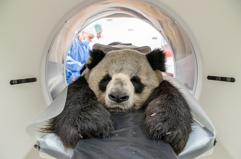 Fotos de panda gigante que passou por tomografia, em Berlim, são um fofura