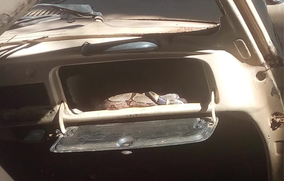 Jibóia é encontra dentro de porta-luvas de carro abandonado, em Goianésia