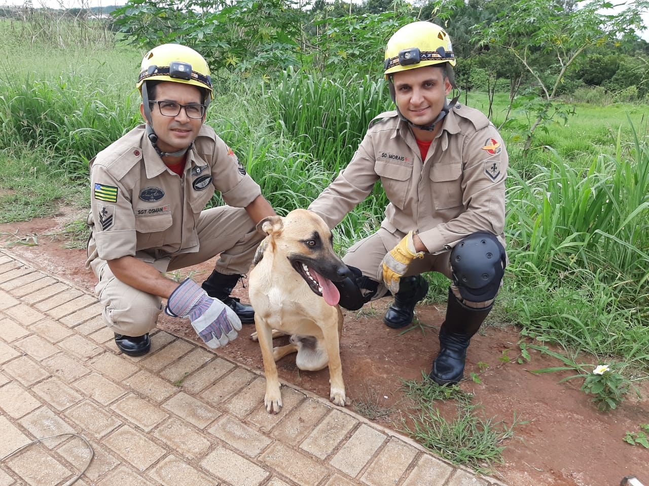 Cachorro é resgatado por bombeiros de bueiro, em Goianésia