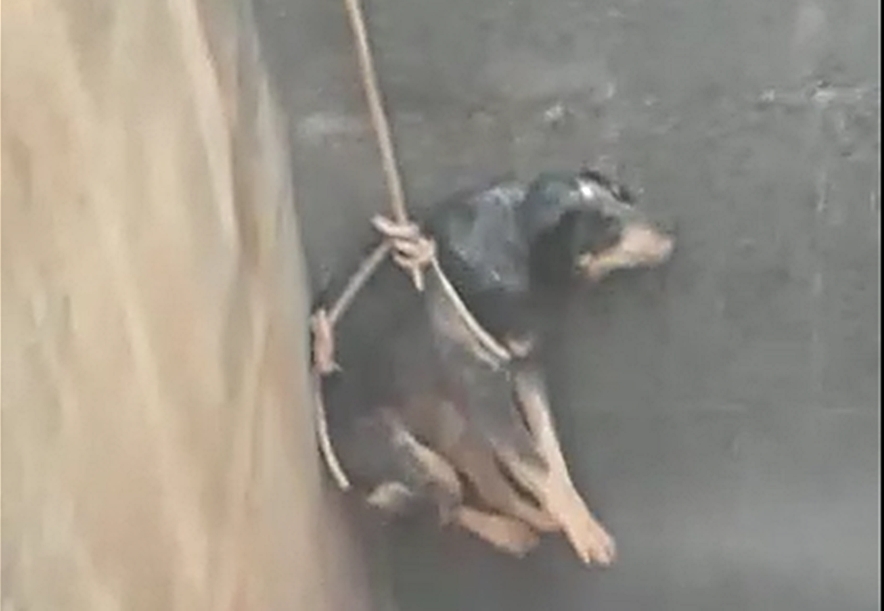 Não há informações sobre quanto tempo o cãozinho ficou preso no fundo do alçapão; para resgatá-lo, bombeiros tiveram de acessar túneis do galpão (Foto: Divulgação / Bombeiros)