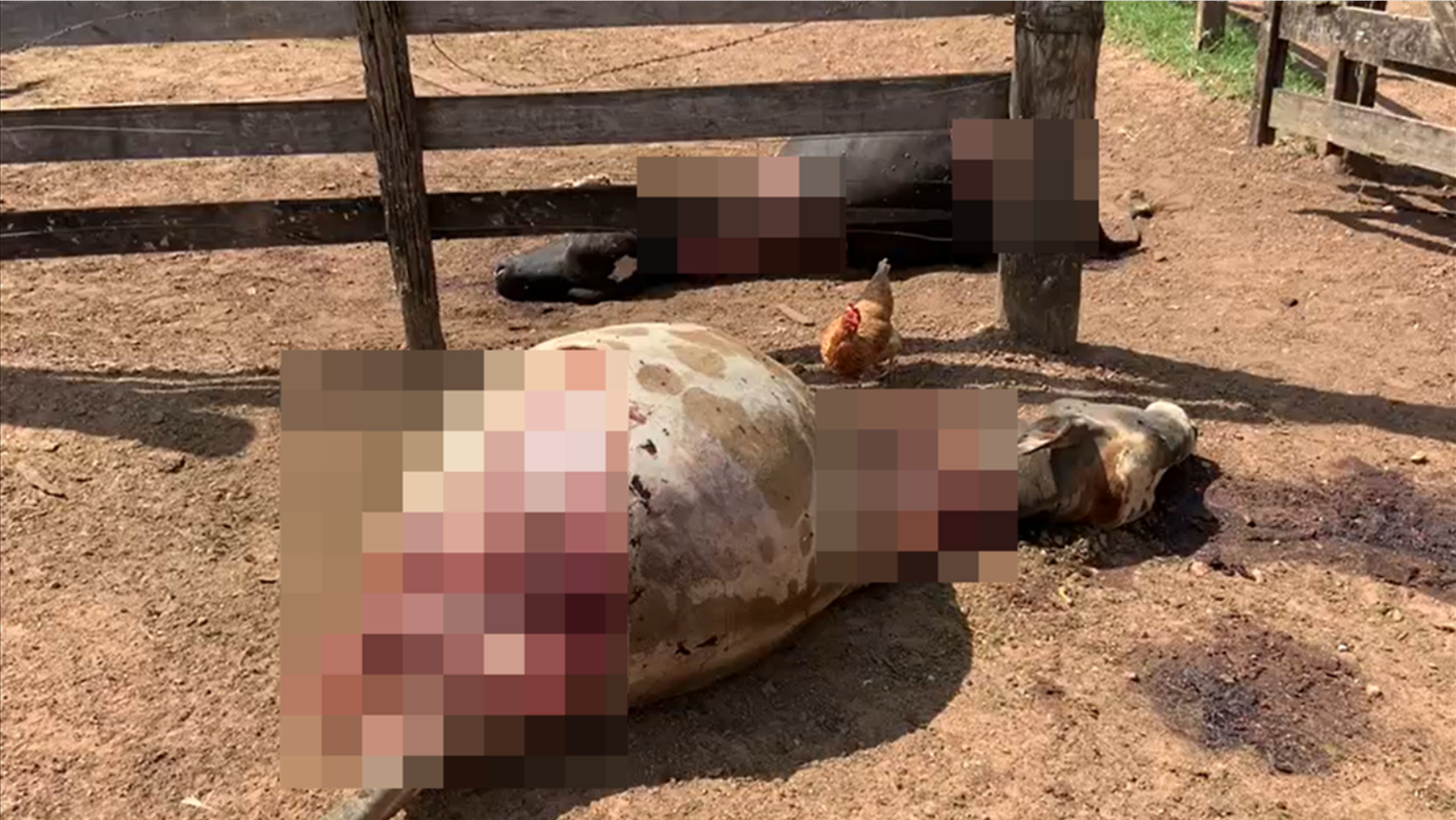 Bandidos matam e esquartejam gado em Bela Vista de Goiás