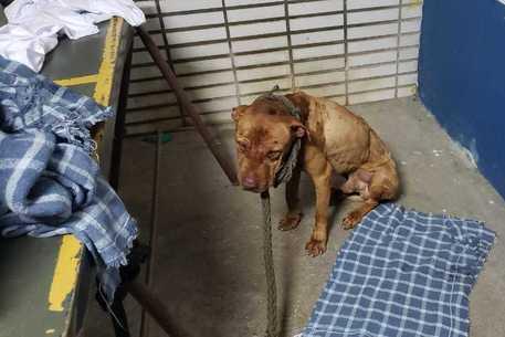 Um dos cães não sobreviveu e foi servido como churrasco. Médicos e veterinários estão envolvidos (Foto: divulgação/PC-Paraná)