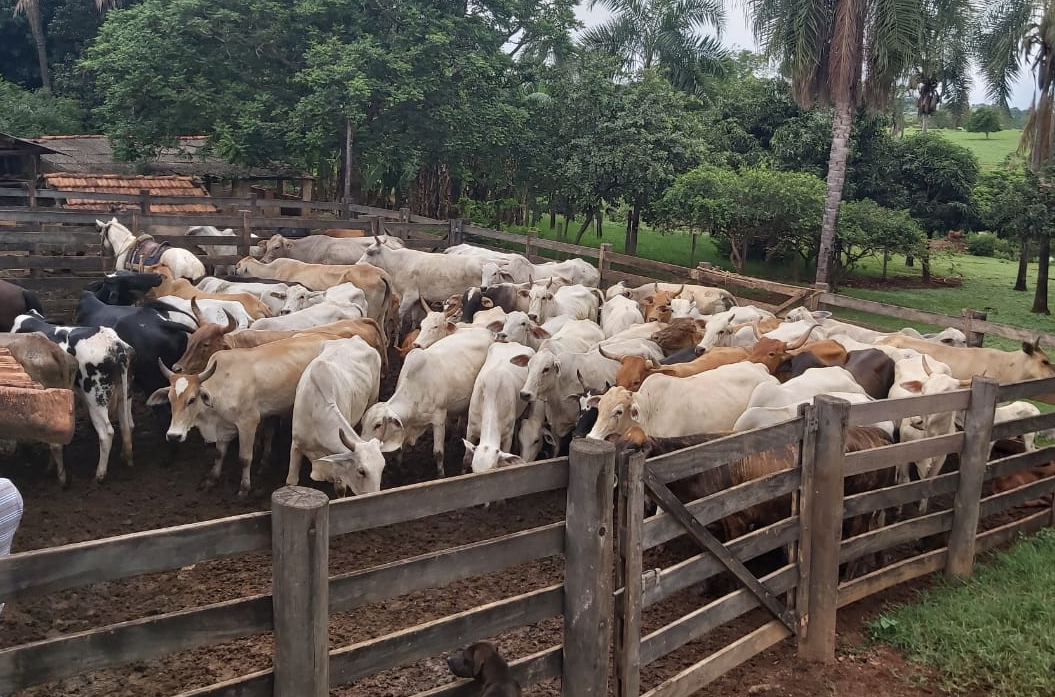 Seis são presos por furto de gado em Cachoeira Alta; 46 animais foram recuperados