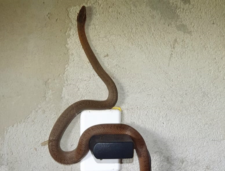 Cobra é resgatada enrolada a carregador de celular, em Aruanã