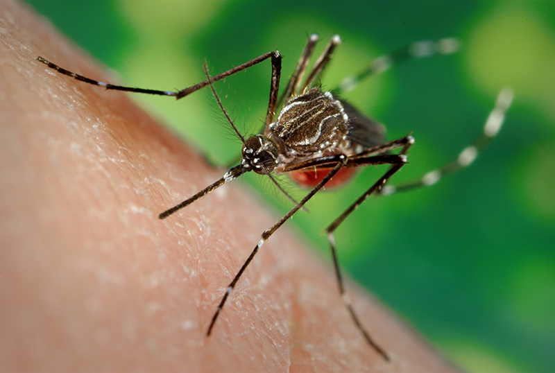 Goiás é um dos sete Estados com maior incidência de dengue