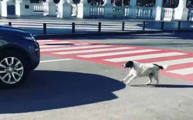 cachorro ajuda crianças a atravessar a rua na faixa de pedestre, na georgia