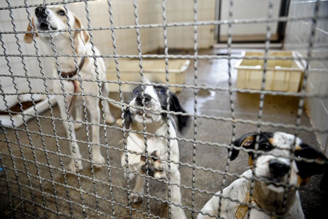 Sancionada lei que autoriza transporte de animais de estimação em ônibus de Goiás