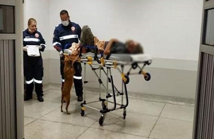 Cadela entra em ambulância, sobe em maca e espera dono em hospital