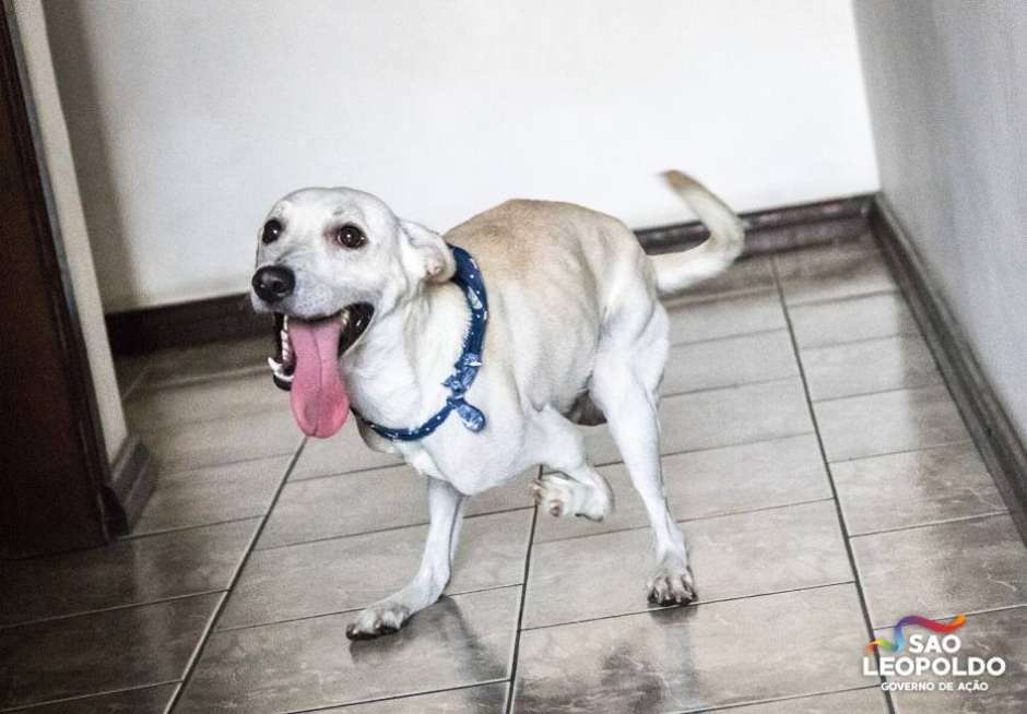 Abandonado duas vezes, cão com deficiência é 'adotado' por família