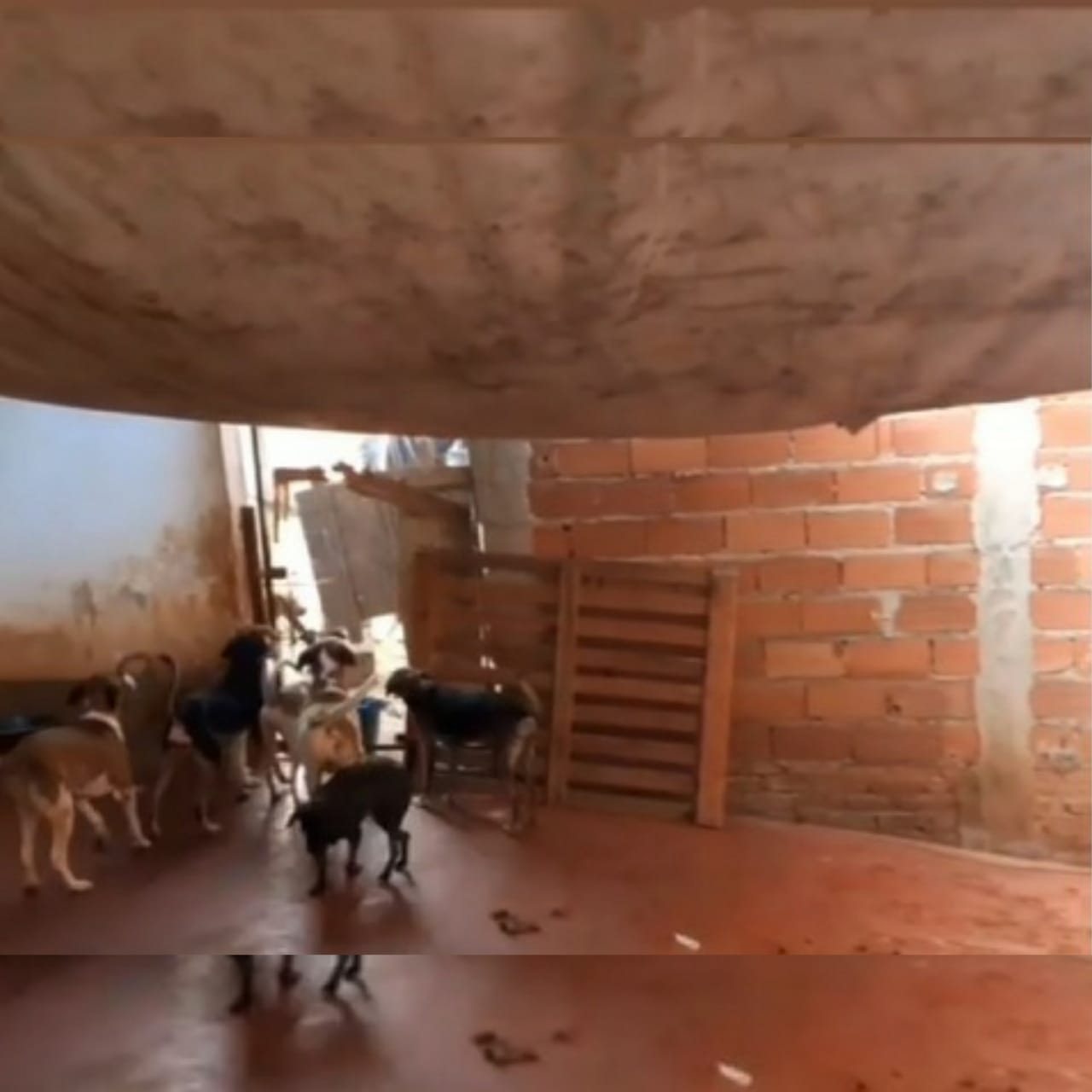 Com mais de 200 animais, abrigo de Goiânia passa por dificuldades financeiras e pede ajuda para não fechar as portas. (Foto: reprodução)