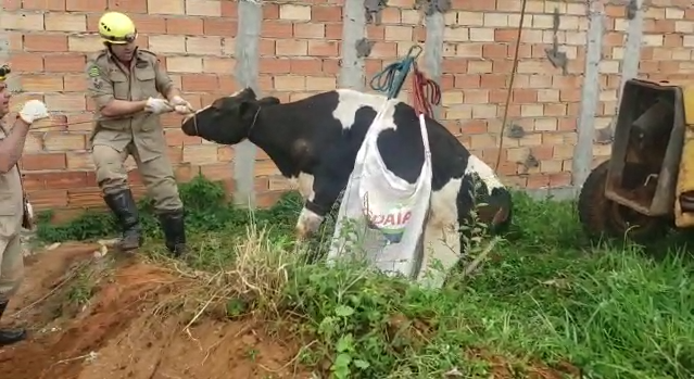 O Corpo de Bombeiros realizou o resgate de uma vaca que caiu em uma fossa no município de Leopoldo de Bulhões, na região Central de Goiás. (Foto: Divulgação/Corpo de Bombeiros)