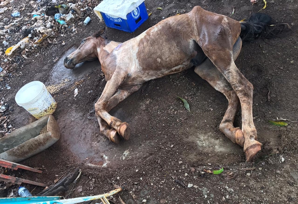 Polícia Ambiental resgata cavalo que sofria maus tratos em Caldas Novas