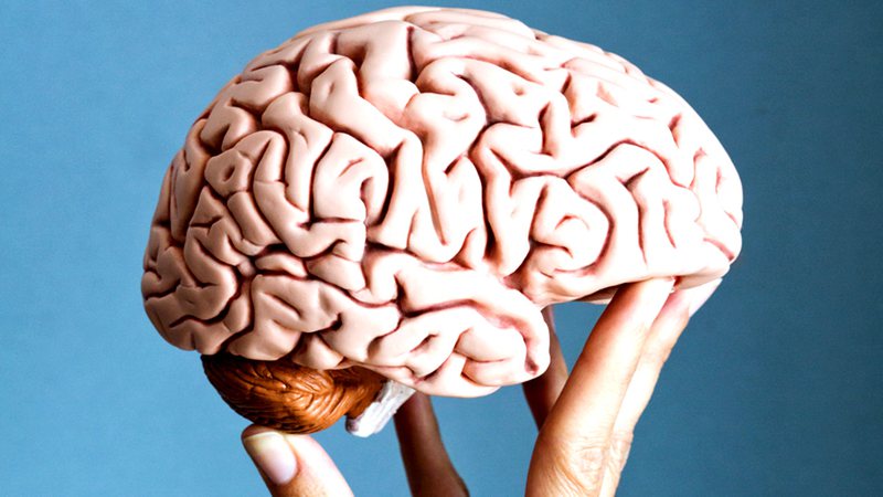 Pesquisadores encontram área do cérebro que corresponde ao clitóris (Foto: Reprodução - Pixabay)