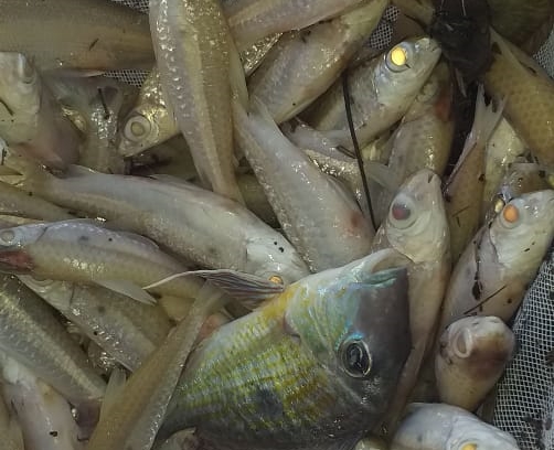 Caiado garante: não haverá proibição da pesca