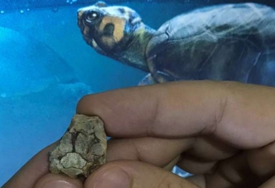 Fóssil revela tartaruguinha que viveu entre dinossauros no interior de São Paulo