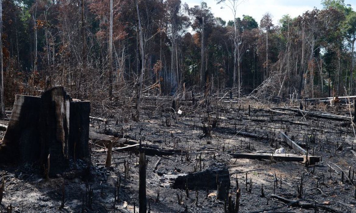 OCDE pede compromisso com redução de desmatamento em convite ao Brasil