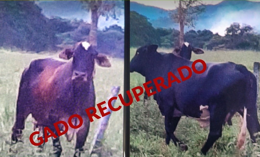 Associação criminosa especializada em furto de gado foi presa na zona rural de Itaberaí, em Goiás