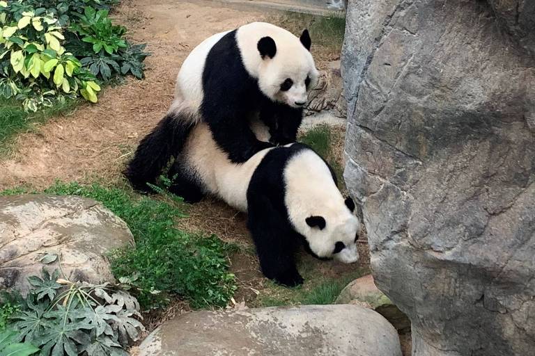 Pandas aproveitam zoológico vazio em Hong Kong e acasalam pela 1ª vez em dez anos