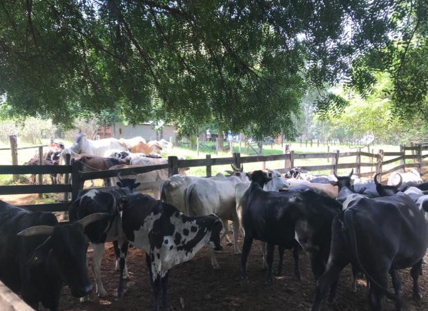 A Polícia Civil (PC), por meio da Operação Questão de Justiça, já recuperou 65 cabeças de gado roubadas em Goiás. (Foto: divulgação)